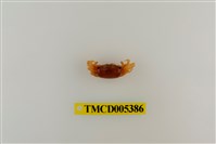 藏品(糾結南方招潮蟹)的圖片